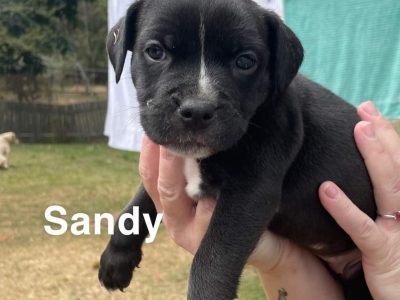 American X English Staffy