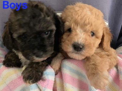 Gorgeous Moodle Puppies