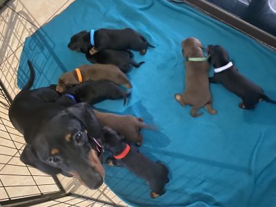2 purebred miniature Dashound puppies
