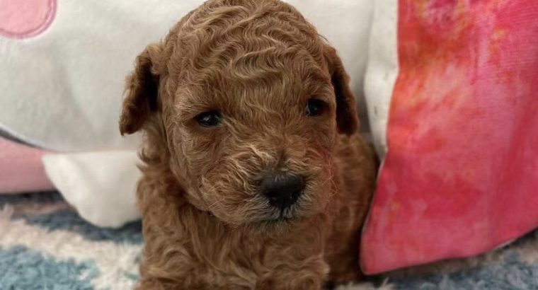 Red female toy poodle for sale