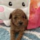 Red female toy poodle for sale