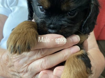 Cavalier King Charles Spaniel puppies