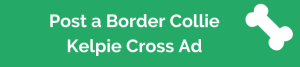 5 Border Collie Cross Kelpie Facts