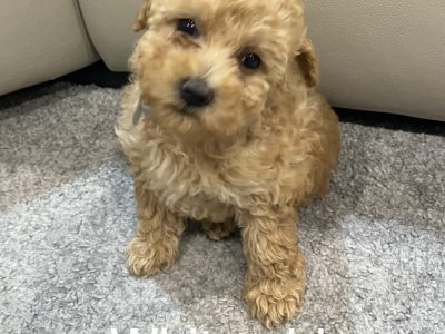 Gorgeous Toy Poodle puppies
