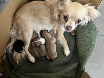 Purebred long haired Chihuahua