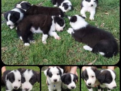 Purebred Border Collie Puppies