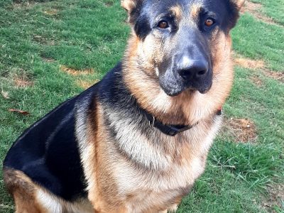 German shepherd puppies