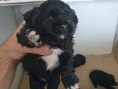SPOODLES (SHIHTZU X TOY POODLE)