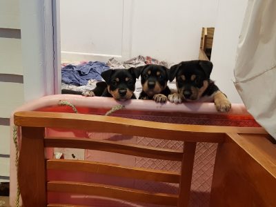 3 male kelpie x bordercollie pups
