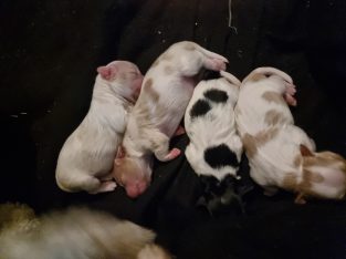 Cavmoodle puppies
