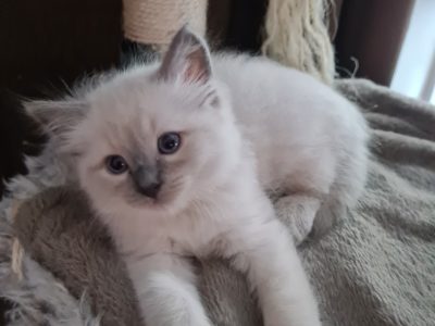 purebred ragdoll kittens