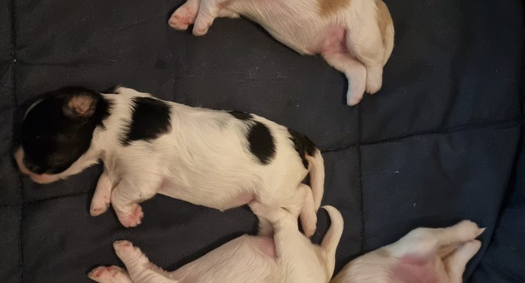 Cavmoodle puppies
