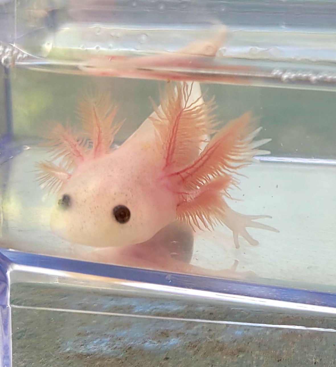 Baby Axolotls Mexican Walking Fish 4 months old
