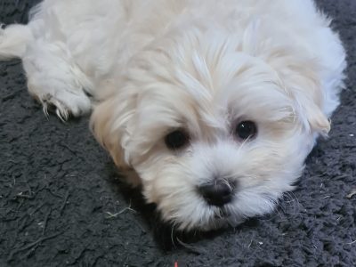 Gorgeous Moodle Puppies