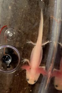Baby Axolotls Mexican Walking Fish 4 months old