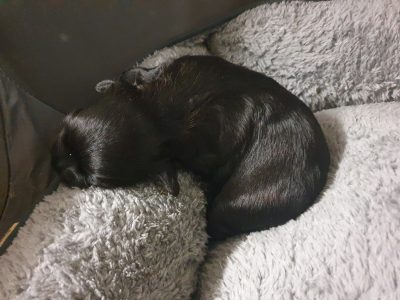 Moodle X Cavoodle Puppy