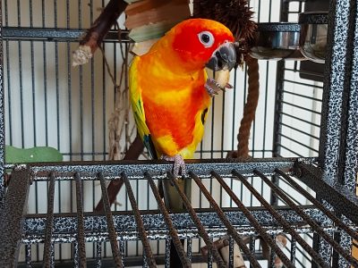 9yr old Sun Conure