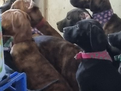 For sale Neo mastiff Cross puppies