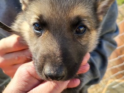 German shepherd puppies