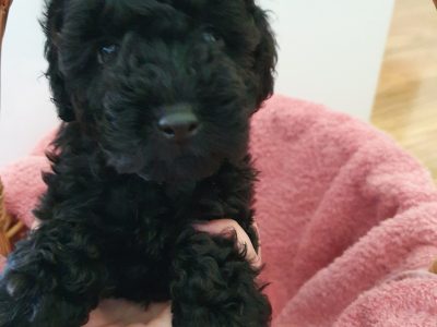 Moodle Puppies ready now