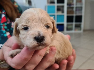 Cavoodle x Moodle puppies