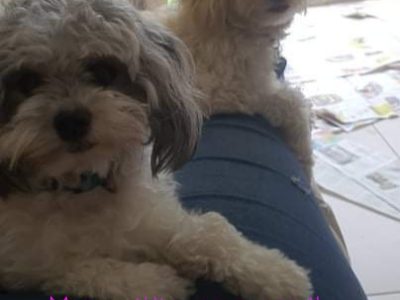 Lapsadoodle – Lhasa Apso x Toy Poodle