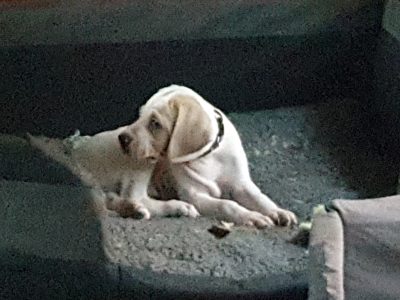 Puppies – Christmas – PRICE DROP