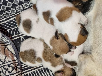 Jack Russell Puppies for Sale