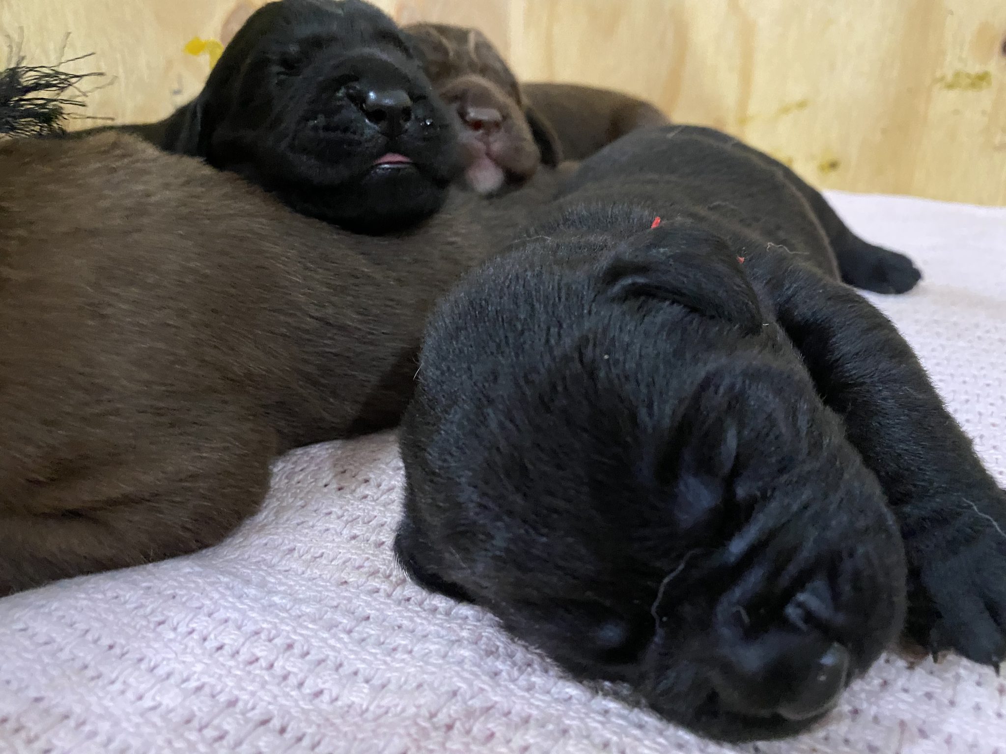 Purebred Labrador Puppies
