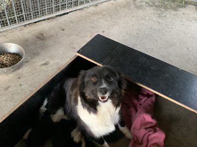 Border Collie Puppies