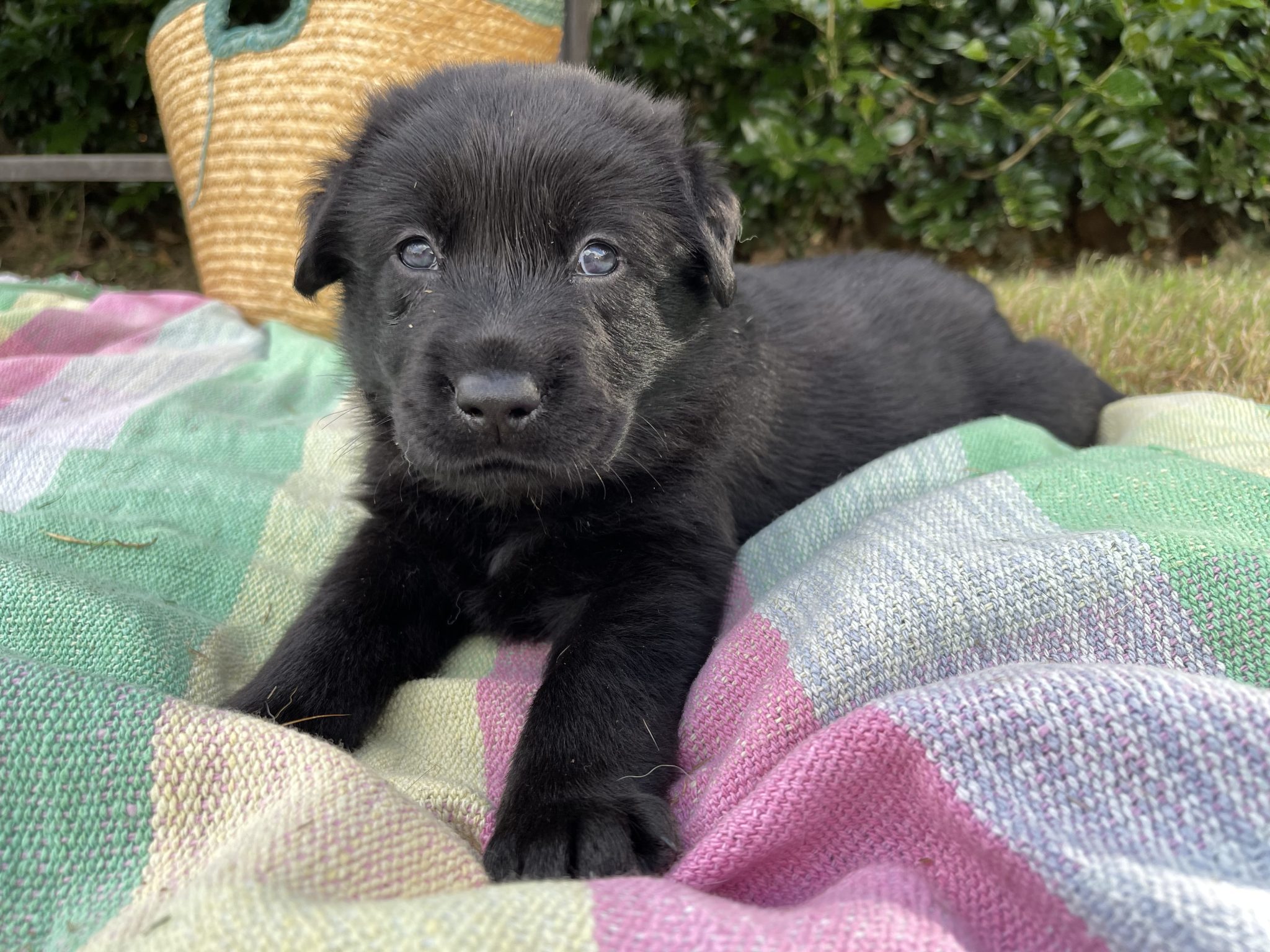 Labrador / German shepherd ( Sheprador puppies)