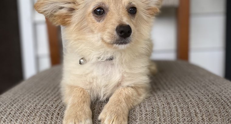 Male Pomeranian X Maltese puppy for sale