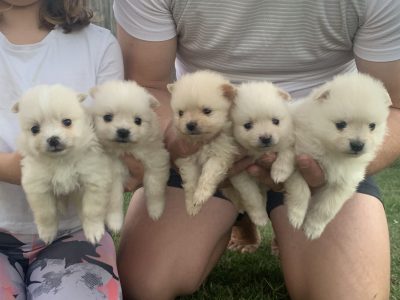 Pomeranian Puppies