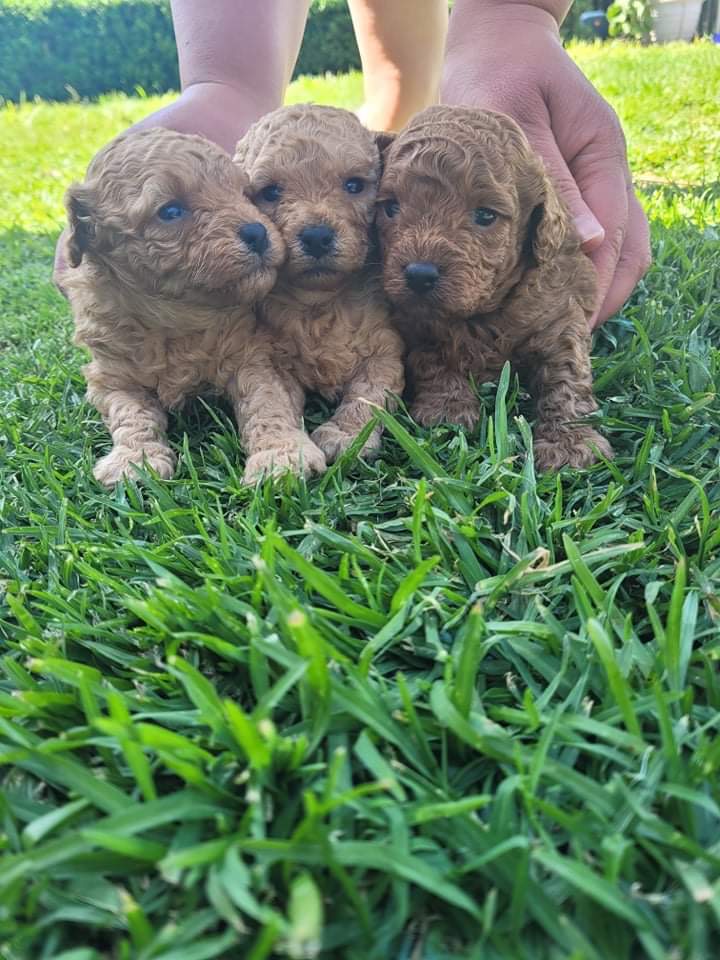 Toy Poodle Puppies DNA Purebred DNA Clear