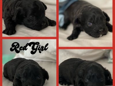 Adorable Shmoodles 💕