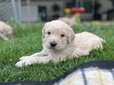 Groodle Puppies for Sale