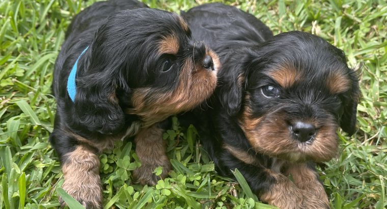 King Charles cavalier puppies