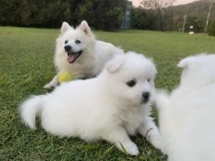 For Sale – Japanese Spitz puppies – purebred