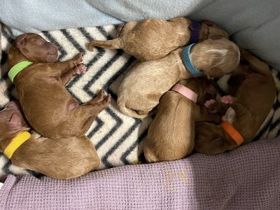 Red toy cavoodle puppies