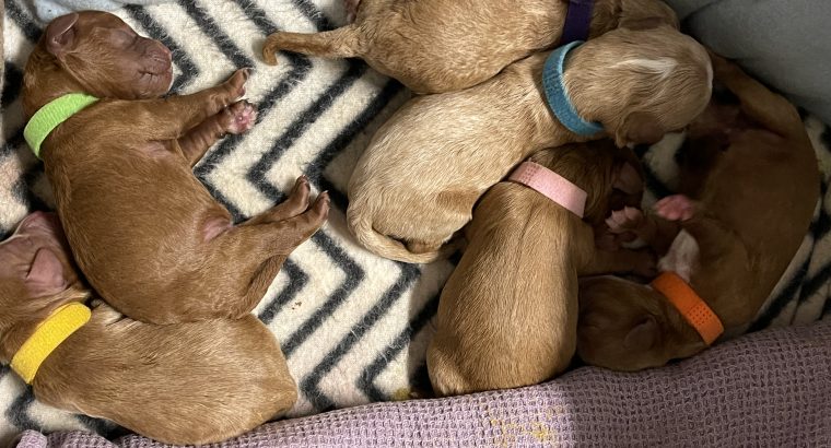 Red toy cavoodle puppies