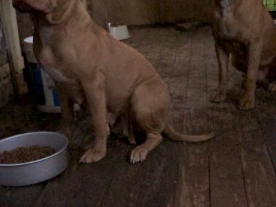 PUREBRED AMERICAN STAFFY PUPS REDNOSE AMSTAFF