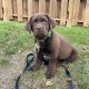 1 Adorable Labrador X Puppy ready for there foreve