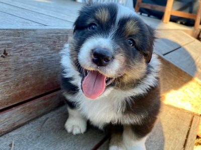 Australian Shepherd Puppies
