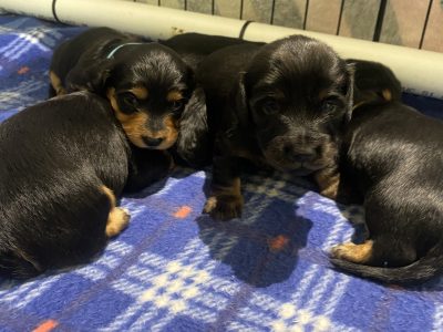 Long Haired Miniature Dachshunds