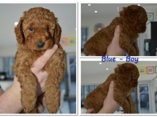 Toy Cavoodle babies available