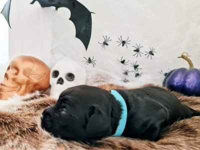 Cavoodle Puppies for Sale