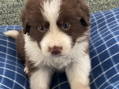 Chocolate border collies puppy’s