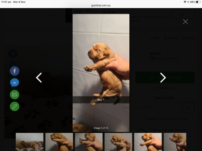 Gorgeous 6 Cavoodle puppies