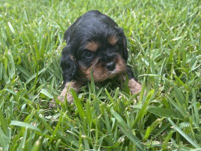 King Charles cavalier puppies