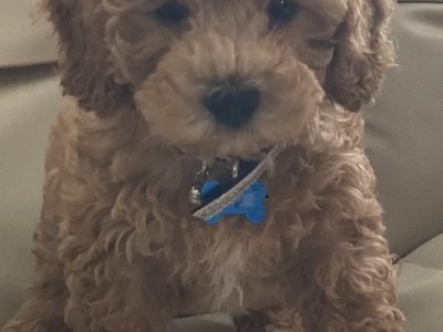 Moodle Puppy for sale